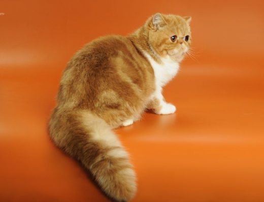 Элитные котята экзоты и персы. Для тех, кто любит лучшее!