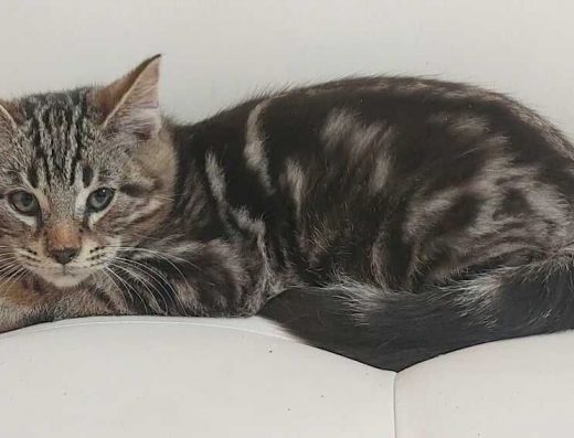 Котик 2 місяці, чаузі, хлопчик.