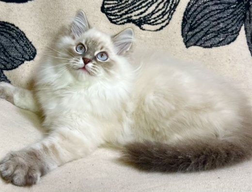 Невське маскарадне кошеня з родоводом від Чемпіонів (Хлопчик)