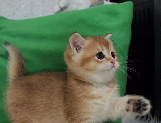 Шотландські кошенята.