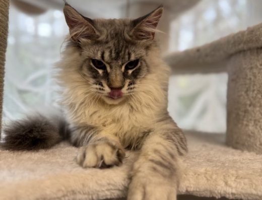 Мейн Кун гигант котенок