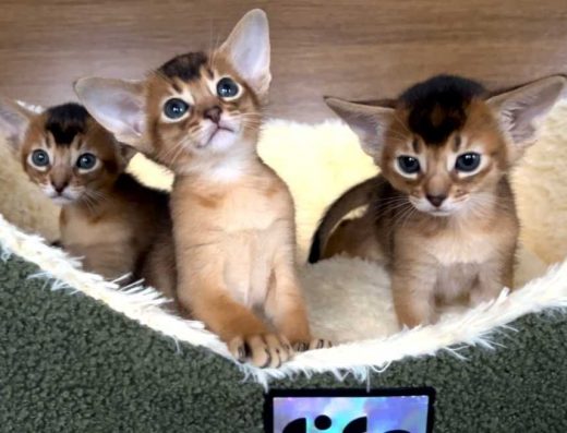 Абіссінські кошенята.