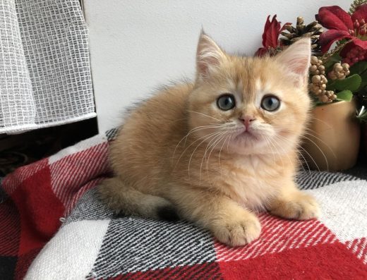 Шотландський прямовухий хлопчик (Золота шиншила)