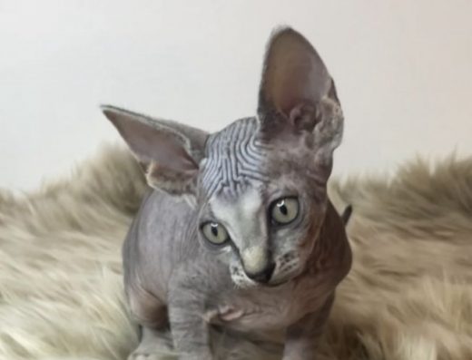 Канадський сфінкс, хлопчик.