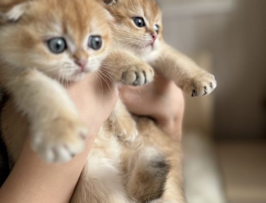 Кошенята — золота шиншила неймовірної краси.