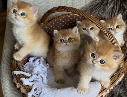 Кошенята - золота британська шиншила.