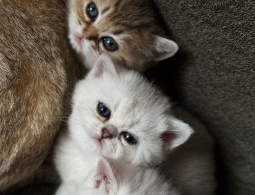 Британська Срібна Шиншила. Новорічний подарунок