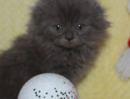 Шотландські довгошерсті кошенята (Висловухий та Прямовухий)