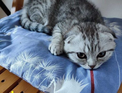 Шотландські кошенята Scottish Fold (Сріблястий Таббі)