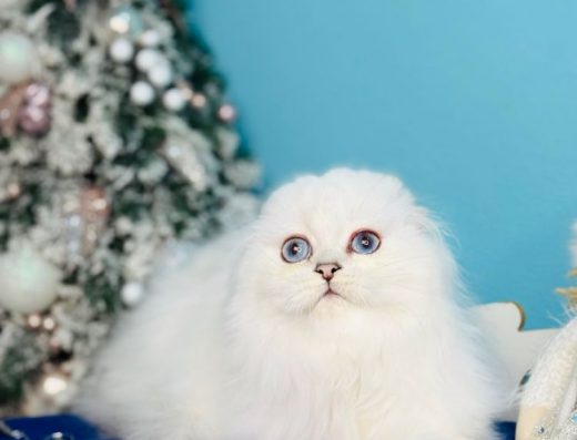 Срібляста шиншила: Scottish Fold (Хлопчик)