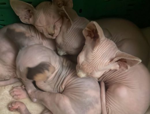 Кошенята породи Канадський Сфінкс (Хлопчики та Дівчатка)