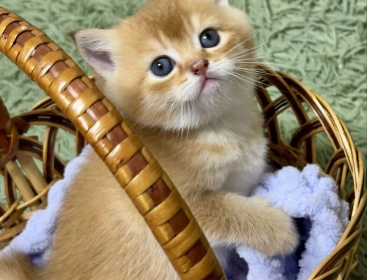 Шотландські кошенята (Золота Шиншила та Триколірні)