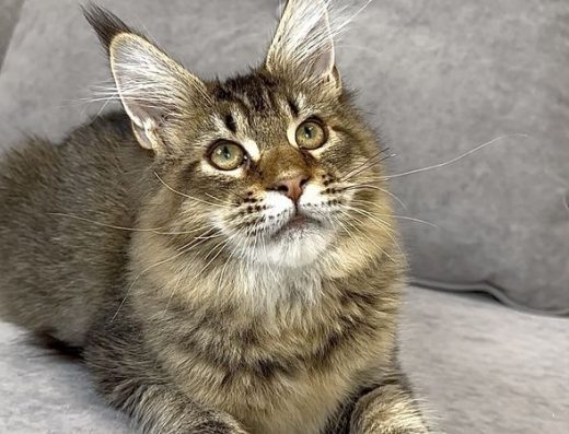 Шикарний хлопчик Мейн-кун