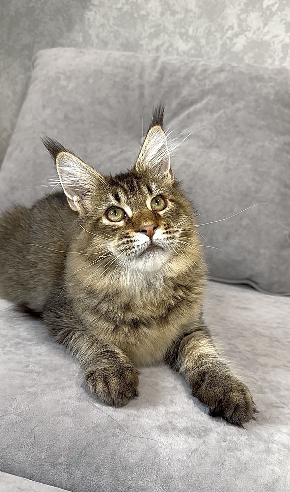 Шикарний хлопчик Мейн-кун