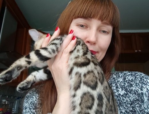 Бенгальські кошенята від розплідника «Winner Life» WCF