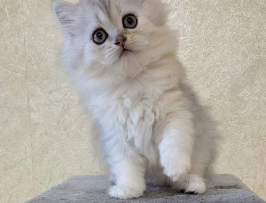 Шотландський кіт Highland Straight (Срібляста Шиншила)