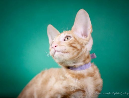 Кошенята Корніш-Рекс від розплідника «Cashmire»