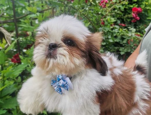 Малюк ши-тцу (КСУ).