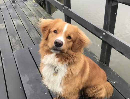 Продам безмежно красиву чистокровну дівчинку бордер-коллі.