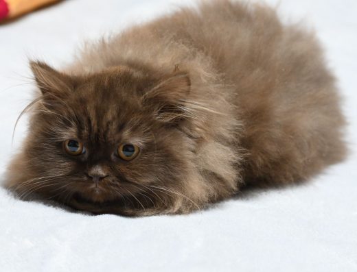 Шотландська дівчинка: Рідкісне шоколадне забарвлення