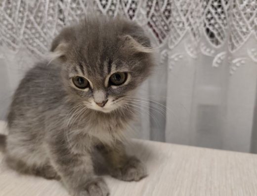 Сірі кошенята-хлопчики шукають люблячу родину