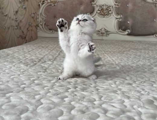 Елітна шотландська висловуха: Срібна шиншила