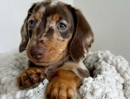 Мармурова красуня.