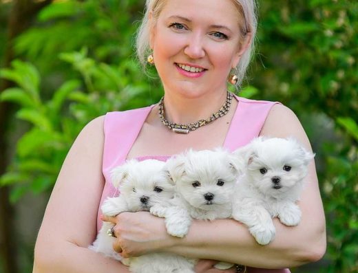 Цуценята мальтезе КСУ