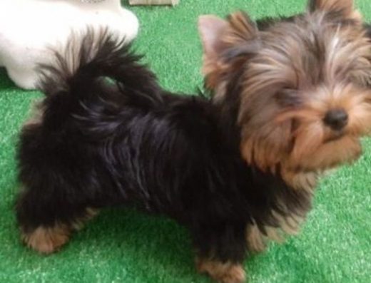 Кукольна супер міні красуня - дівчинка йоркширського тер’єра.