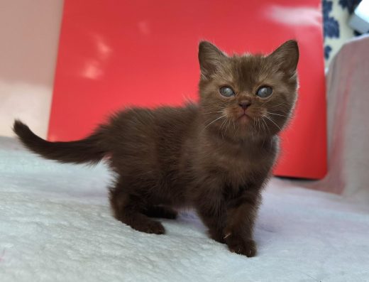 Шотландська дівчинка: Рідкісне шоколадне забарвлення