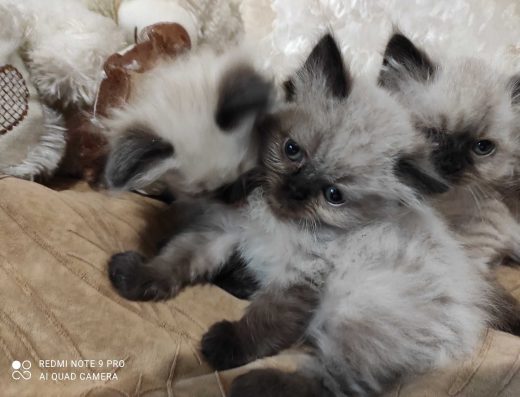 Гімалайські кошенята Колор-пойнт