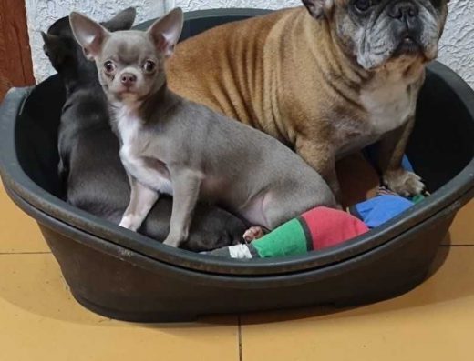 Лиловая девочка чихуахуа. КСУ.