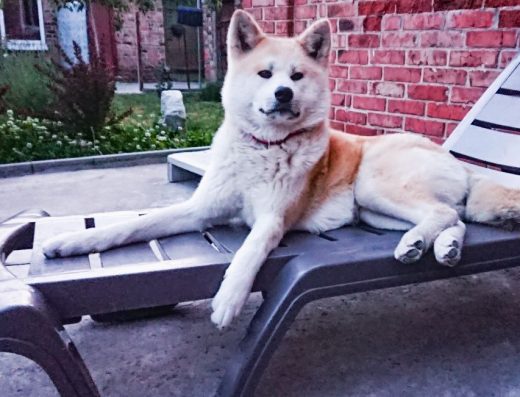 Аkita-inu ЩЕНКИ. Принимаем бронь на следующий помёт.