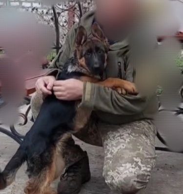 Великі, чорномордi суки з розплідника.