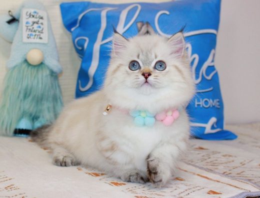 Шикарна дівчинка Манчкін: шоколадний мармуровий колор-пойнт