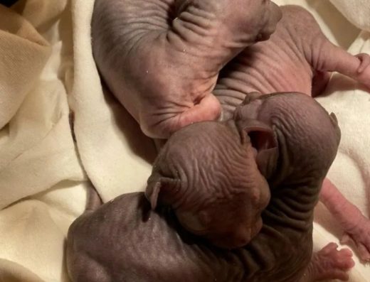 Шикарні кошенята Сфінкс: ласкаві та плямисті малюки