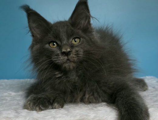 Мейн-кун полідакт: розкішний хлопчик у рідкісному забарвленні «Блакитний солід»