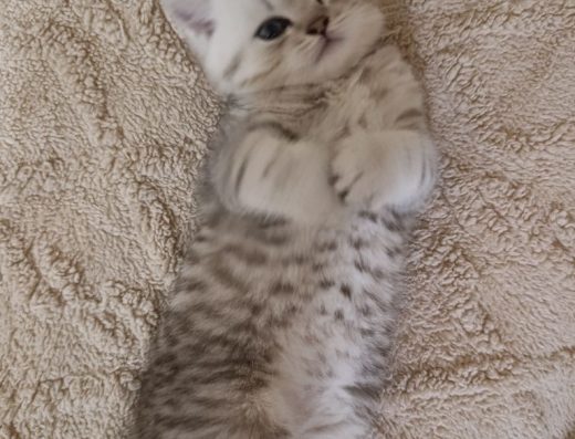 Шотландський красунчик: блакитноокий хлопчик