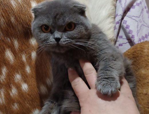 Шотландська висловуха красуня: лагідна дівчинка (7 місяців)