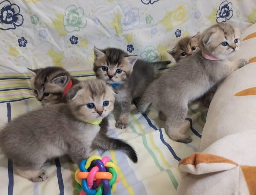 Кошенята «Золота шиншила»: чарівні малюки