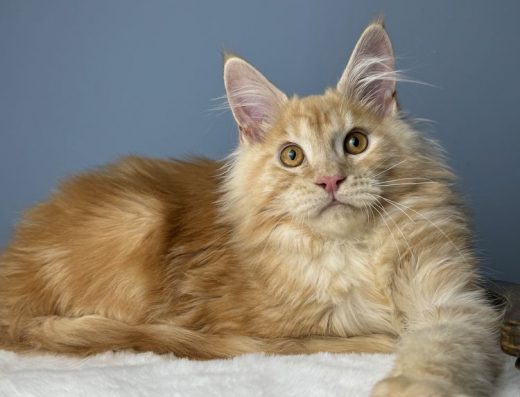 Вогняно-рудий котик Мейн-кун: велика лінія від розплідника «Way Empiria»