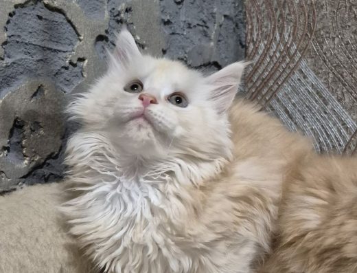 Дівчатка породи Мейн-кун: ласкаві красуні з відмінним вихованням