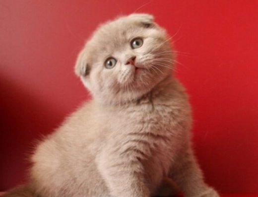 Кремове шотландське кошеня: чарівний малюк породи «Скотіш-фолд»