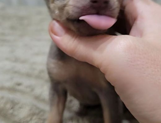 Пропонується той-тер’єр ліловопідпалого забарвлення.