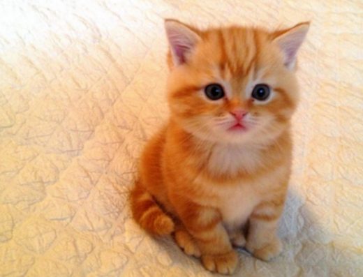 Шотландські кошенята «Скотіш-страйт»: хлопчики та дівчатка