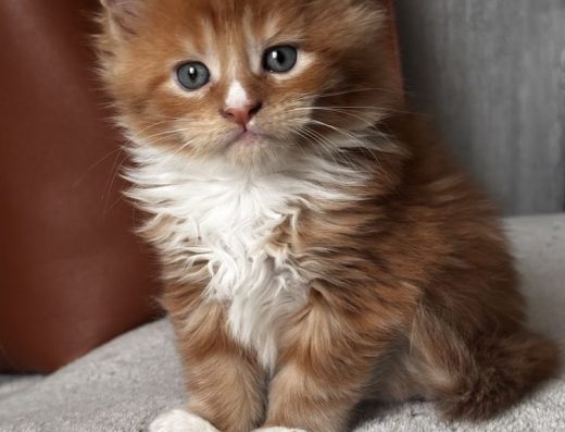 Хлопчик Мейн-кун: дуже гарний, здоровий та активний малюк