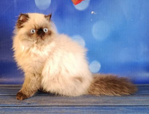 Перське кошеня Сил-пойнт: малюк екстремального типу