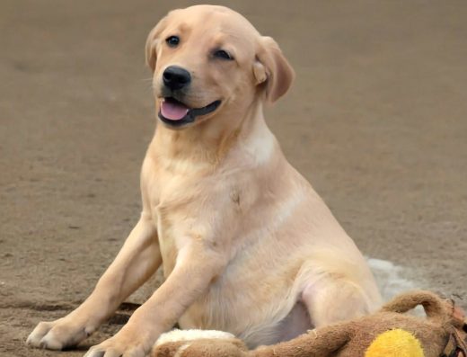 Цуценята лабрадора