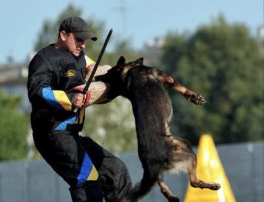 Зонарний хлопчик німецької вівчарки | родовід КСУ | робочі лінії