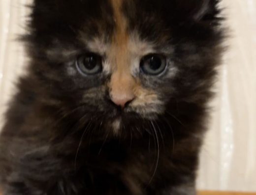 Кішечка Мейн-кун у Києві: чудова дівчинка від породистих батьків